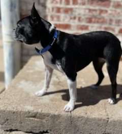 BPS 3/8" x 8"-12" Blue Comfy Nylon Collar