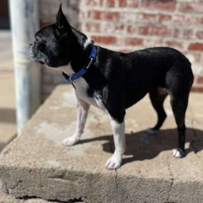 BPS 1" x 18"-26" Blue Comfy Nylon Collar