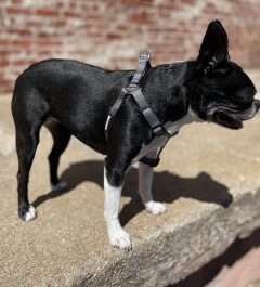 BPS 1" x 26"-38" Gray Comfy Nylon Harness
