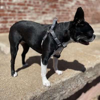 BPS 1" x 26"-38" Gray Comfy Nylon Harness