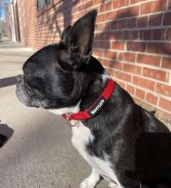 BPS 1" x 18"-26" Red Comfy Nylon Collar