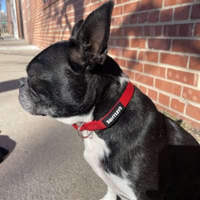 BPS 1" x 18"-26" Red Comfy Nylon Collar