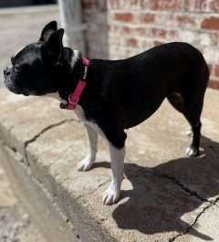BPS 5/8" x 10"-14" Pink Comfy Nylon Collar