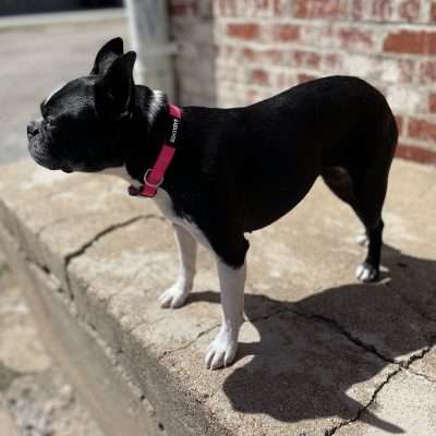BPS 1" x 18"-26" Pink Comfy Nylon Collar