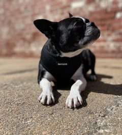 BPS Soft Mesh Harness X-Small Black