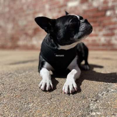 BPS Soft Mesh Harness X-Small Black