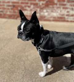 BPS 3/8" x 10"-12" Black Comfy Nylon Martingale Collar
