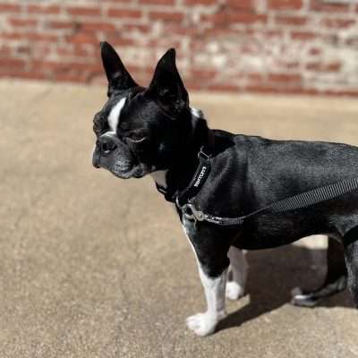 BPS 3/8" x 10"-12" Black Comfy Nylon Martingale Collar