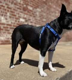 BPS 3/4" x 20"-30" Blue Comfy Nylon Harness