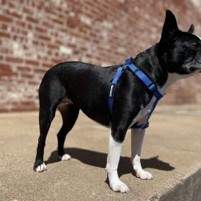 BPS 1" x 26"-38" Blue Comfy Nylon Harness