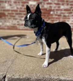 BPS 5/8" x 14"-17"  Blue Comfy Nylon Martingale Collar