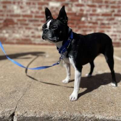 BPS 1 1/2" x 20.5"-27.5" Blue Comfy Nylon Martingale Collar