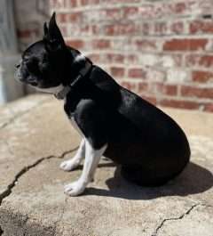 BPS 3/8" x 8"-12" Gray Comfy Nylon Collar