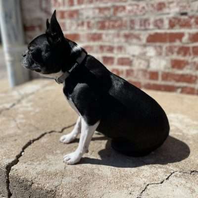BPS 1" x 18"-26" Gray Comfy Nylon Collar