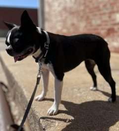 BPS 5/8" x 14"-17"  Gray Comfy Nylon Martingale Collar