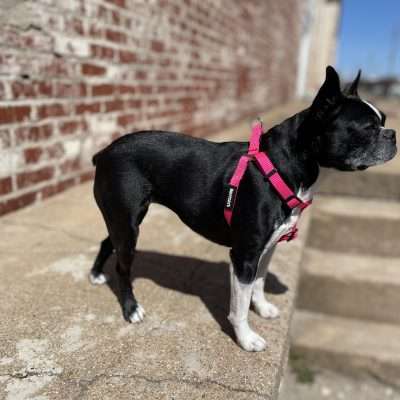 BPS 1" x 26"-38" Pink Comfy Nylon Harness