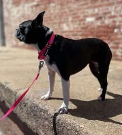 BPS 1" x 20.5"-27.5" Pink Comfy Nylon Martingale Collar