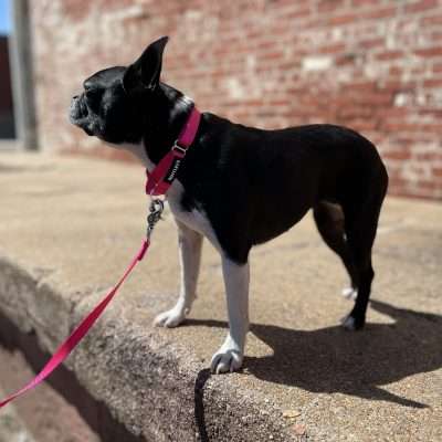 BPS 1 1/2" x 20.5"-27.5" Pink Comfy Nylon Martingale Collar