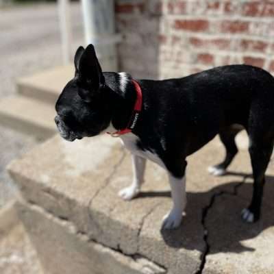 BPS 3/4" x 14"-20" Red Comfy Nylon Collar