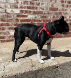 BPS 3/8" x 12"-18" Red Comfy Nylon Harness