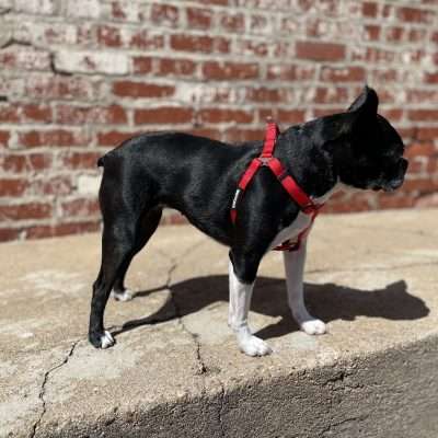 BPS 1" x 26"-38" Red Comfy Nylon Harness