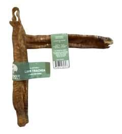 EW Lamb Trachea
